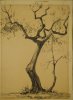 1928 -Ulivo a Sorrento